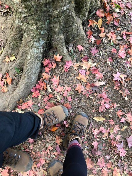 馬那邦山登山步道 NO 37 / 苗栗縣大湖鄉--我的第13座小百岳1598250