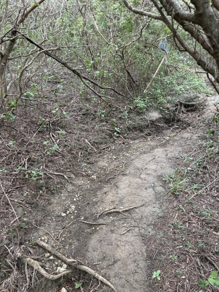 20251129大山母山步道2951875