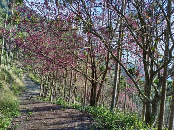 20230129台中太平大湖桶山2011031