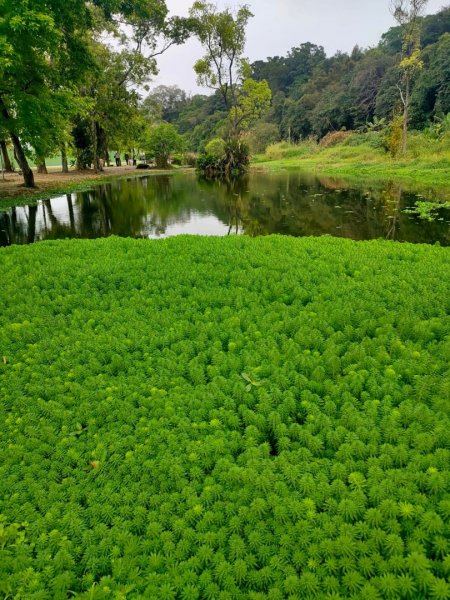 大溪［山豬湖生態園區］+［中庄吊橋］2231694