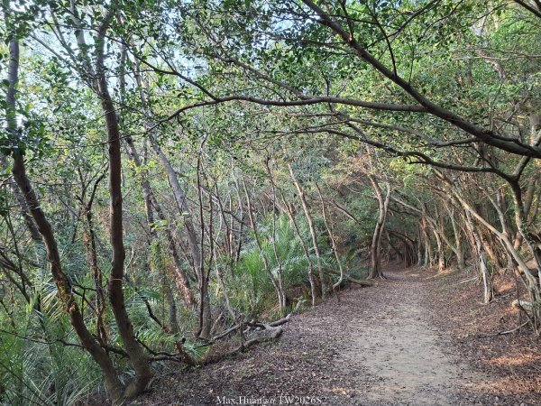 《台中》綠色隧道｜大肚環保公園登山步道O繞202604183038544