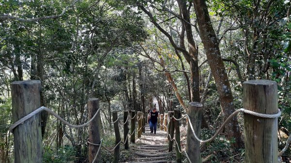 《台中》枕木黑松｜大坑步道5_1上5下202210291893399