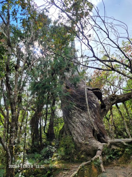 三星山+三星池+望洋山+太平山山毛櫸2432923