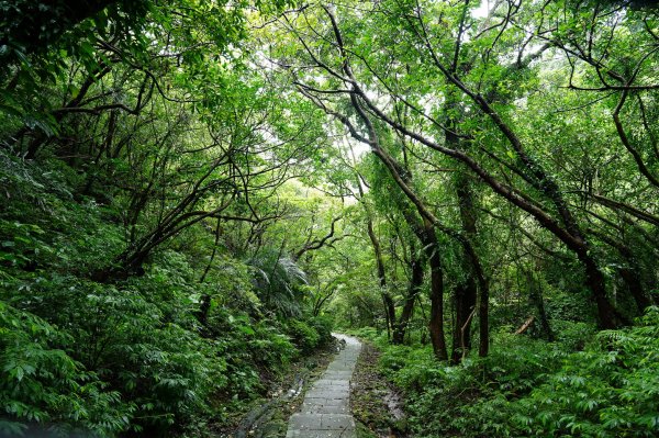 新北 瑞芳 頂子寮山、五分山2615520