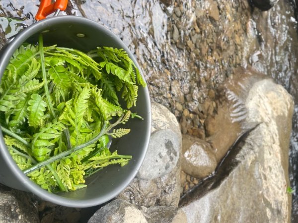 紅河谷越嶺-加九寮秘境💙露營⛺️釣魚趣2817730