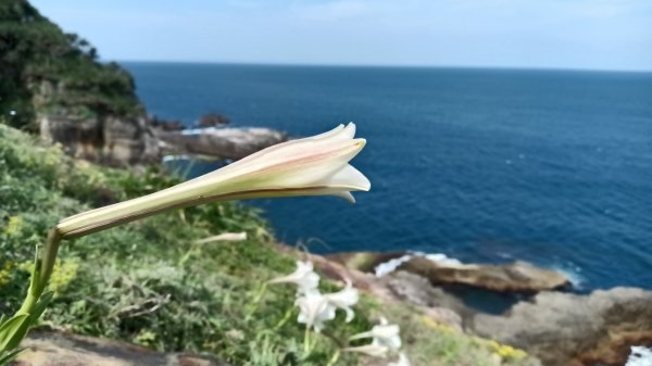 貢寮區龍洞灣岬+金沙灣野百合花3049171