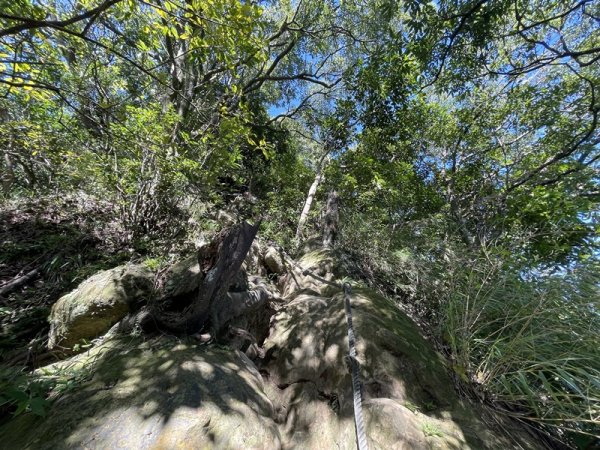 【天上山系】望月亭桐花2869357