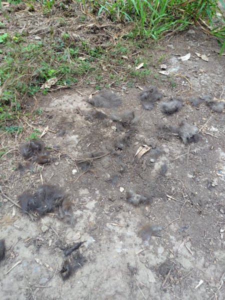 大棟山系南段 水利古道西口 上 竹高崙山 連走 鳥子嶺 坑仔內山 大崖山 下 龍目井農場2953161