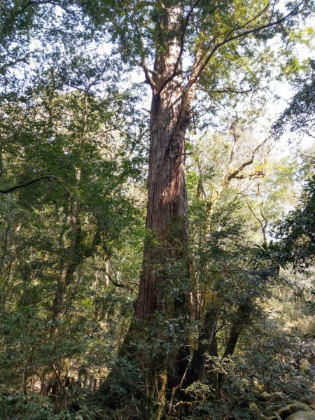 司馬庫斯賞櫻花+巨木群登山步道845180