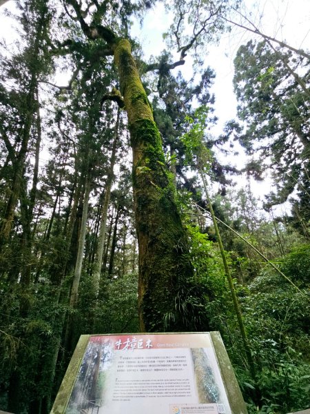 阿里山頂湖步道 - 2024嘉遊好步道．來嘉走走2631681