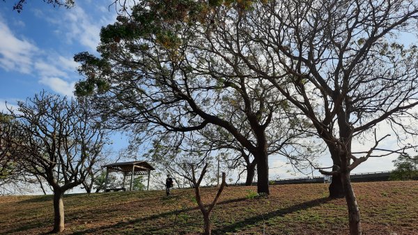 《彰化》堤岸漫步｜大肚溪棒壘場202301141995053