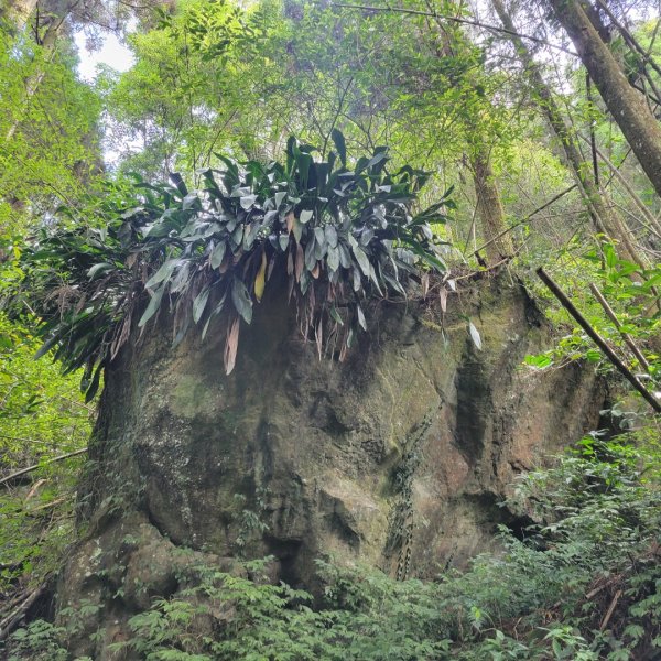 阿里山頂湖步道＞大凍山＞頂湖自然生態區2505506