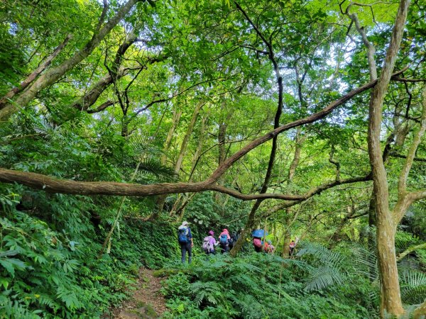 2022.07.28 石碇-紙寮坑古道縱走1782534