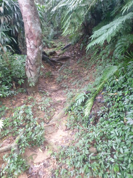 臺北大縱走第六段1516080