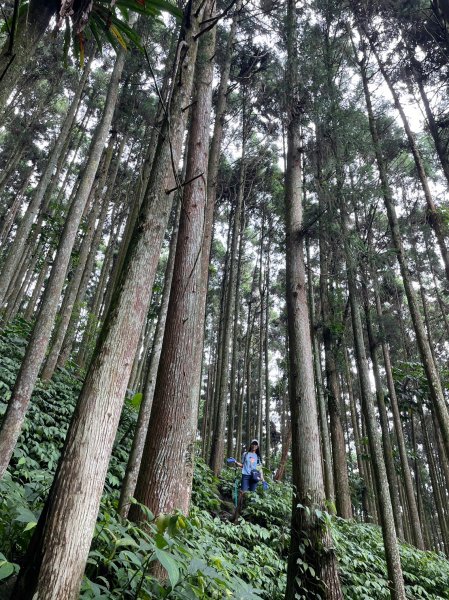 向天湖山Ｏ型2179379