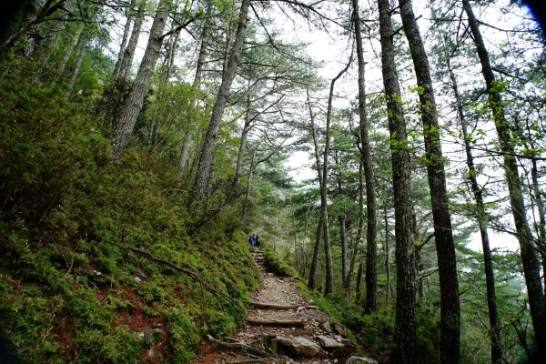 臺灣 嘉義 玉山3110179