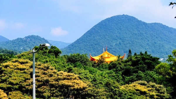 中正山3134353