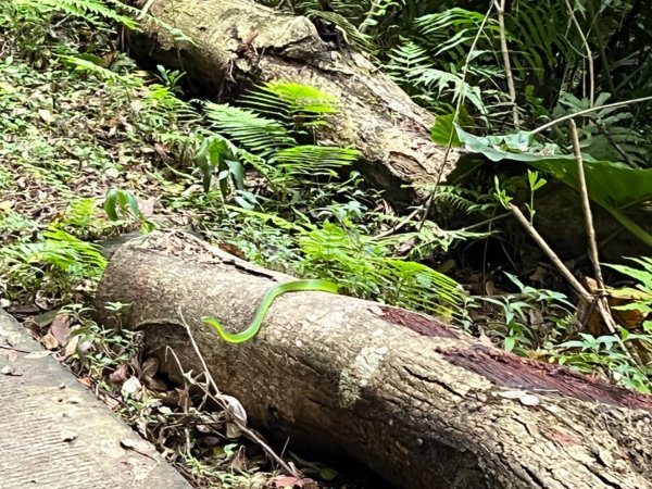 聖母登山步道～抹茶山 🙋新手上山1718838