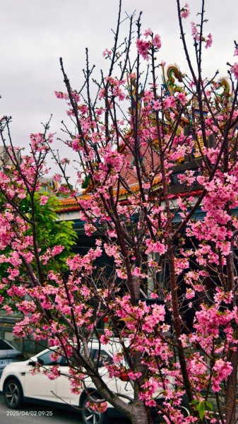 #綠繡眼 訪花 #吉野櫻 #天元宮 #楓樹湖 03162750798