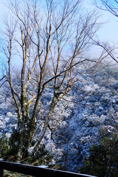 拉拉山神木上的雪白上衣1232640