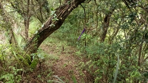 石門區北海道場-九芎林西北峰-九芎林山-土地公嶺古道O型3119058