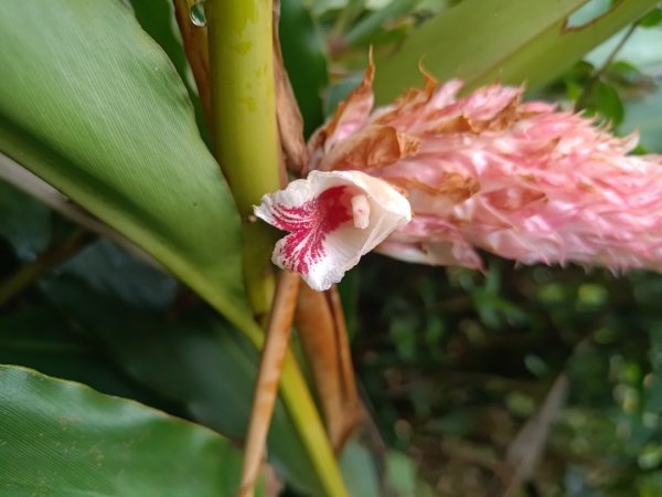 梅山鄉撿山頭2449391