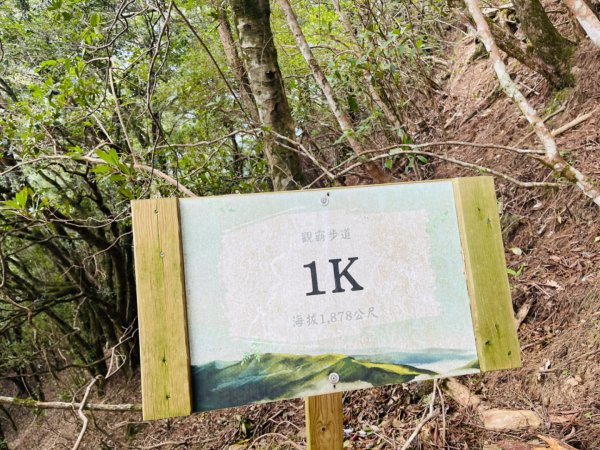 1140824司馬庫斯觀霸步道-賞楓步道2871107