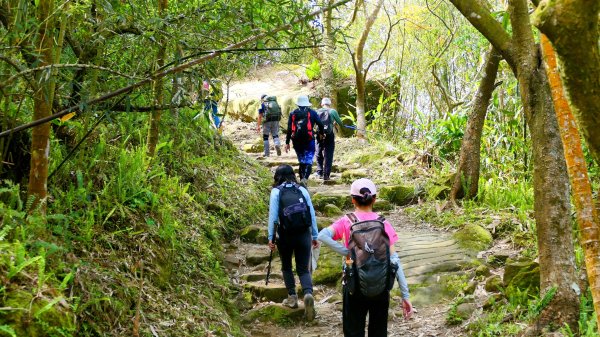 《蝶戀花。錫葉藤盛放》2735271