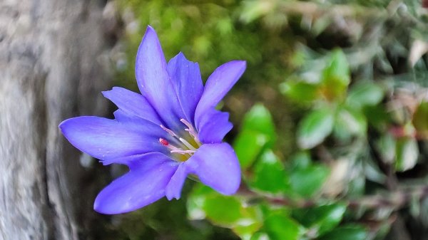 合歡山群峰（南峰、石門山、尖山、東峰）2626812
