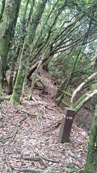 20230622 苗栗-雪見 東洗水山及北坑山 走走2193095