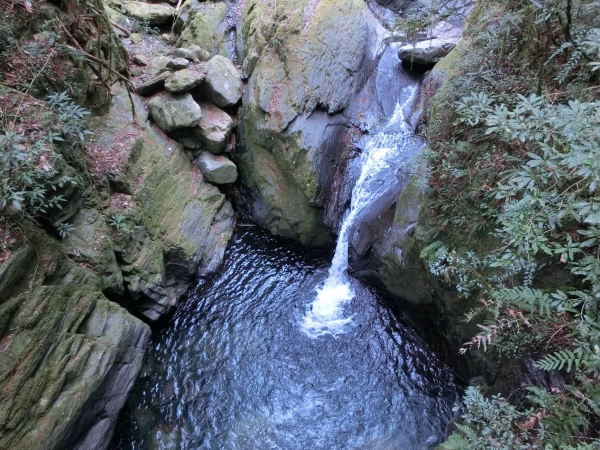 司馬庫斯神木91217