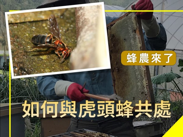 【知識】正值蜂群繁殖期　蜂農來告訴你如何與虎頭蜂共處