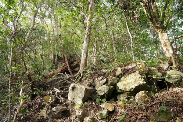 臺中 和平 阿冷山2645978