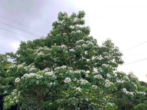 湖口仁和步道賞桐花934445