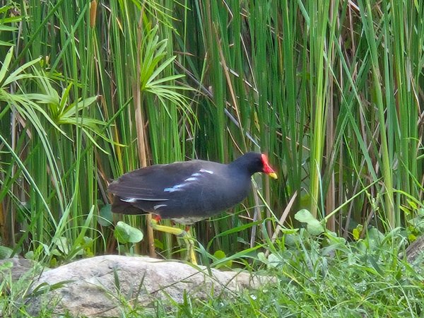凹子底森林公園2834868