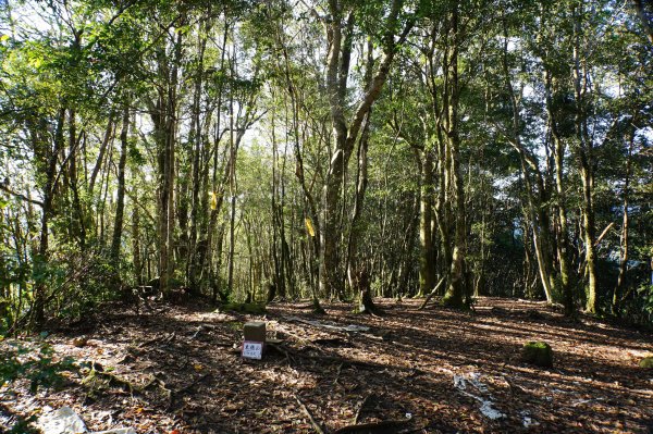 新竹 尖石 東穗山、島田山2939421