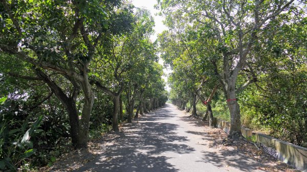 頭城綠色隧道,八角瞭望台2549361