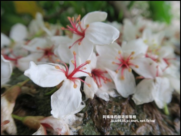    十一指古道包場賞桐花573604