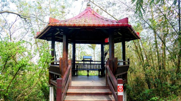 《蝶戀花。錫葉藤盛放》2735272