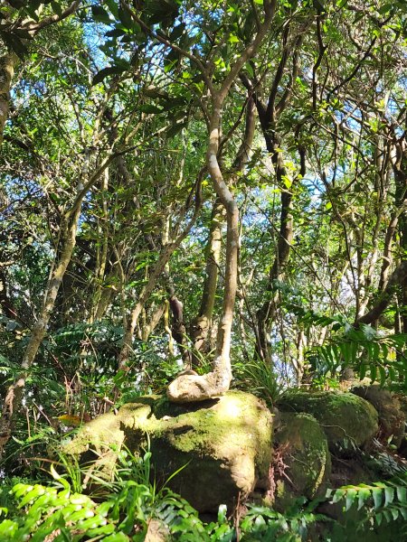 小百岳No.17⛰二格山2895577