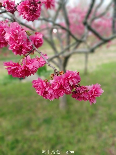 【台中后里】春日賞花。崴立機電櫻花公園2441577