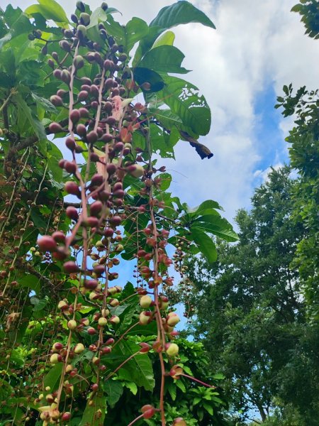 頭城烏石港-蘭陽博物館-龜山島401兩日遊2818214