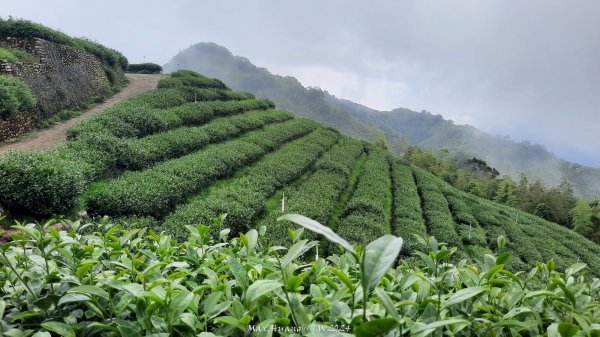 《嘉義》雲霧茶園｜雲嘉三加一連峰O繞202406082520287