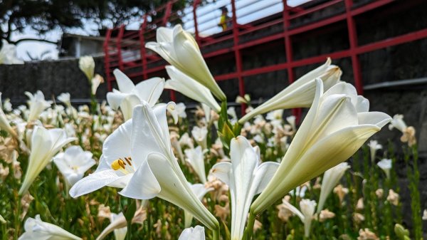 白石湖百合花2506945