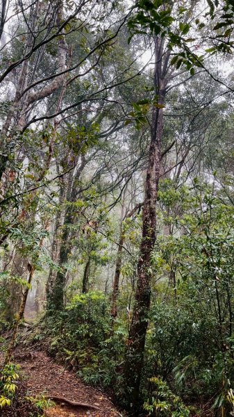 🌈4/13（日）（三）魔法森林-塔曼山~FB：熊熊趴爬走🌈2761330