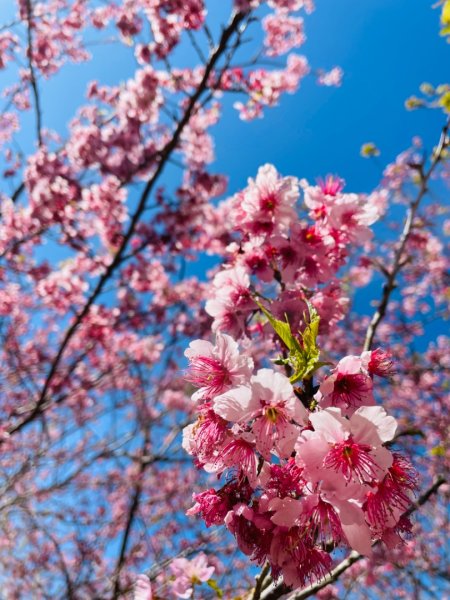 復興鄉悠然秘境櫻花🌸林野餐🧺2722990