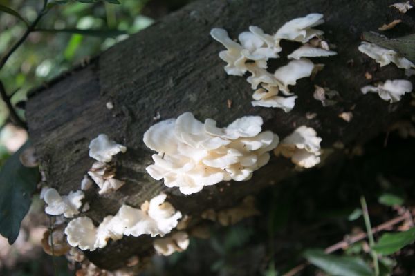 關西赤科山 東獅頭山連走218802