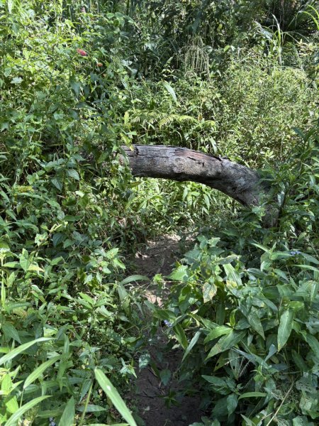 20251011台南刣牛湖山登山步道2915050