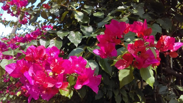 絢麗燦爛的滬尾櫻花大道、景致優美的天元宮874749