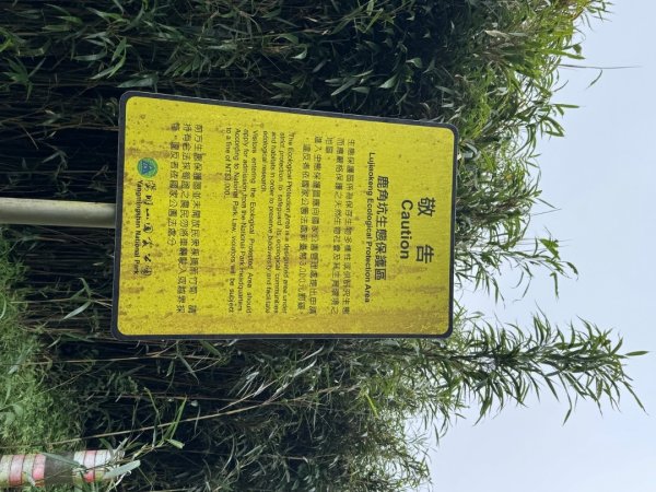 小觀音西峰 二子坪步道 小油坑山3129491